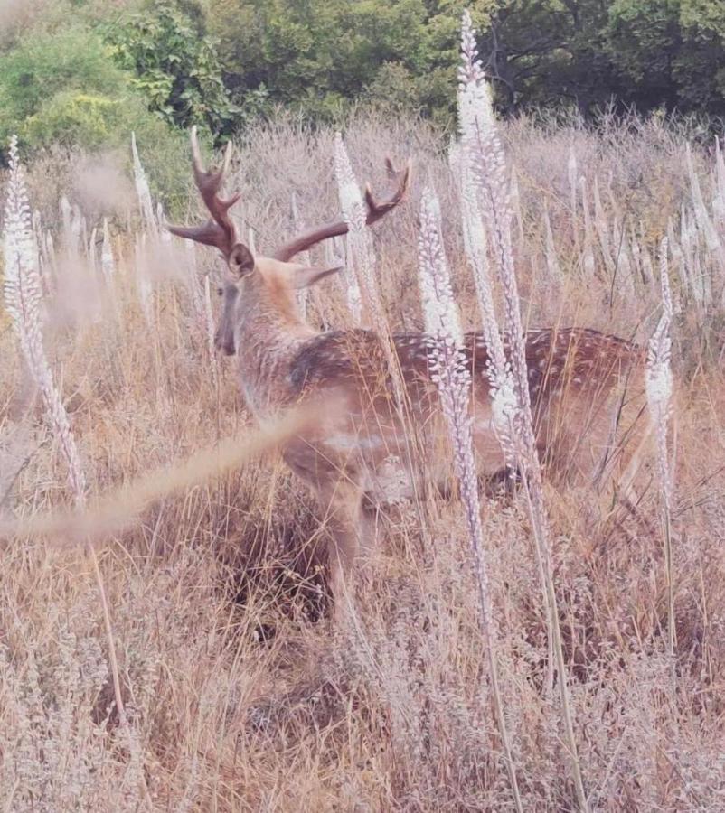 הפינה בנחל Διαμέρισμα Hagoshrim Εξωτερικό φωτογραφία